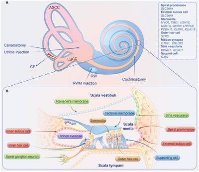 Advancements and future prospects of adeno-associated virus-mediated gene therapy for sensorineural hearing loss